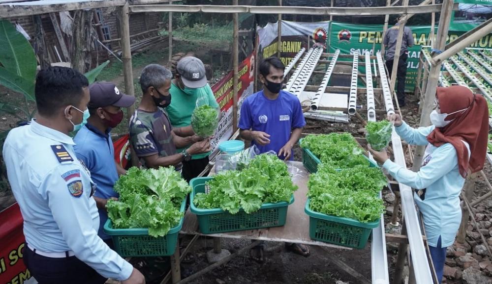 KEMAS SAYURAN SELADA