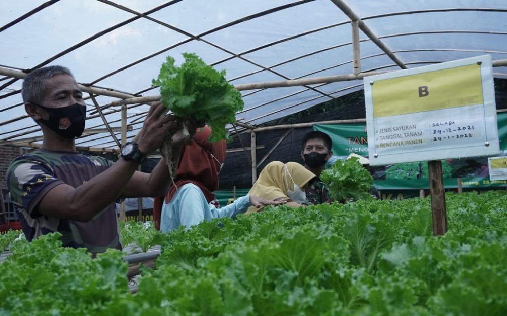 Sebulan Tanam Sayuran Hionik, Serma Sudirman Mulai Panen