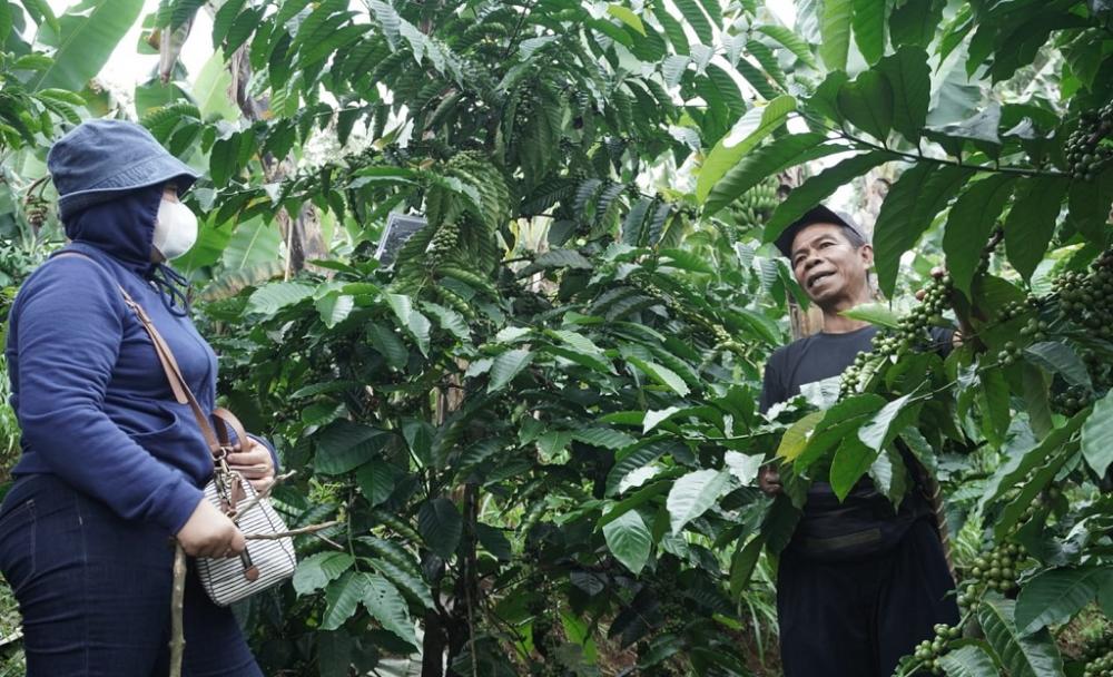 Open Trip Kebun Kopi Batang Jadi Daya Tarik Wisata Edukasi Baru