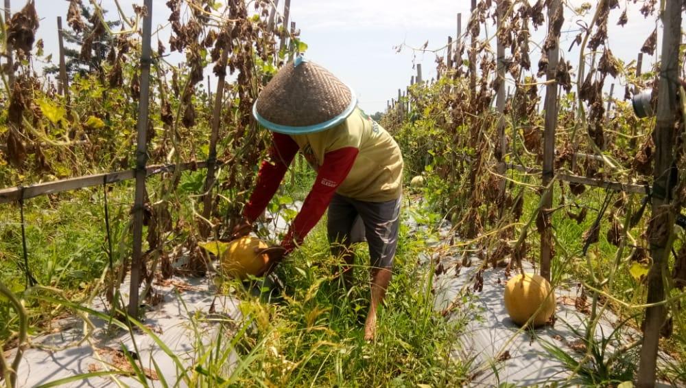 PANEN BUAH MELON