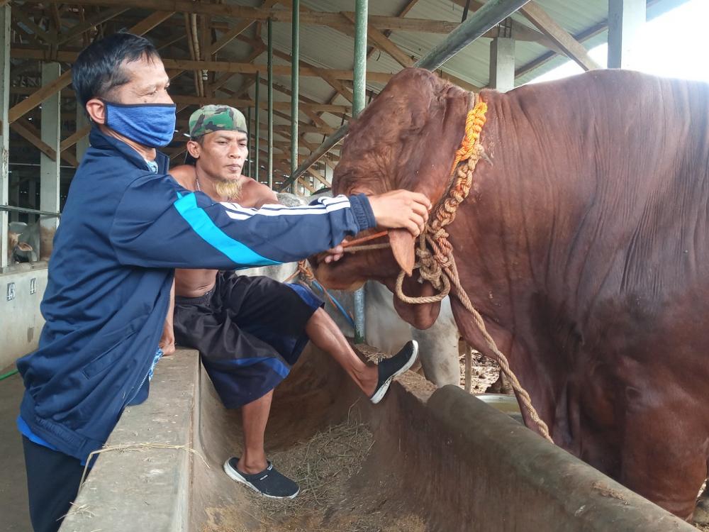 Peternak Diminta Isolasi Sapi yang Terindikasi PMK