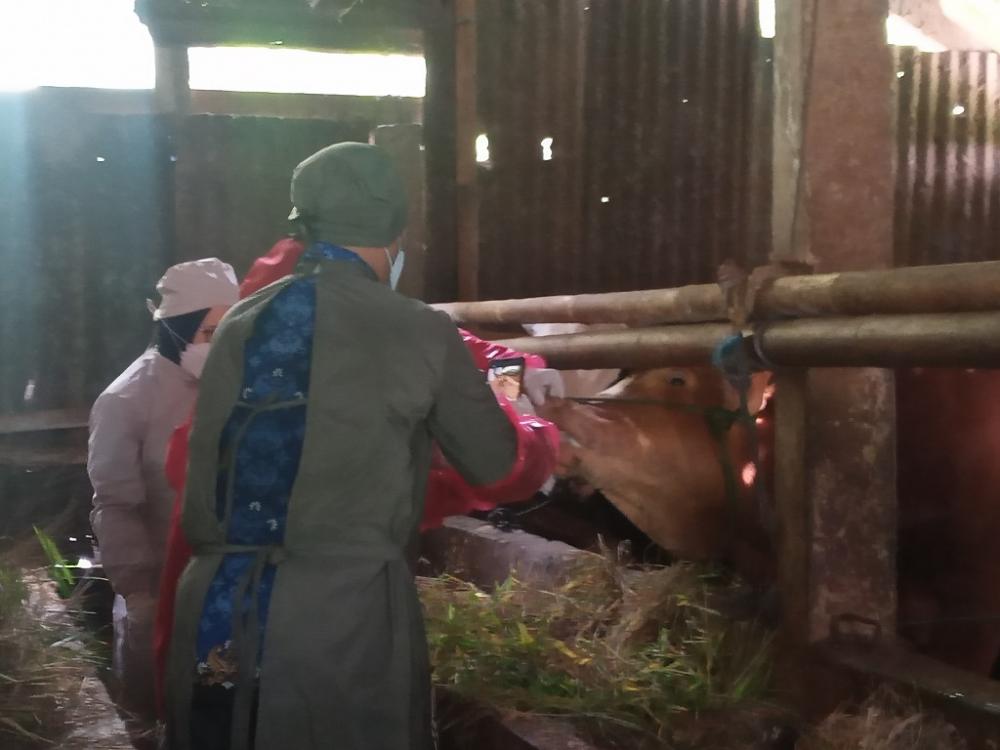 13 Ekor Sapi di Batang Terindikasi PMK