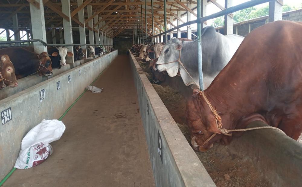 23 Ribu Sapi Siap Divaksinasi PMK