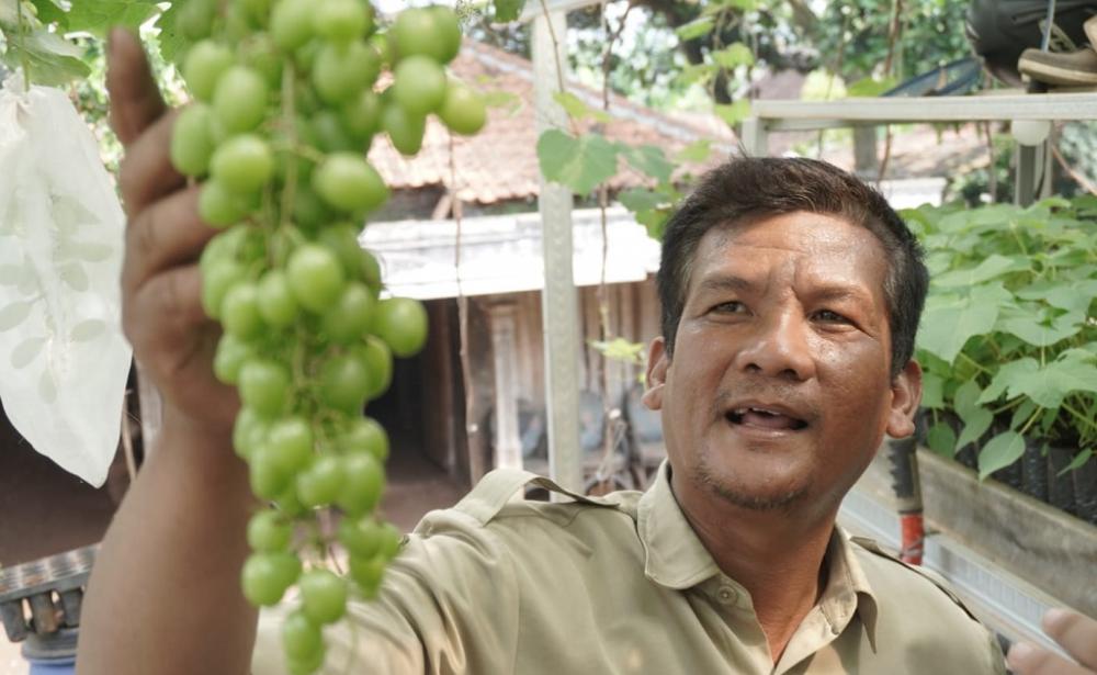 Potensi Ekonomi Menanam Anggur di Pekarangan Rumah