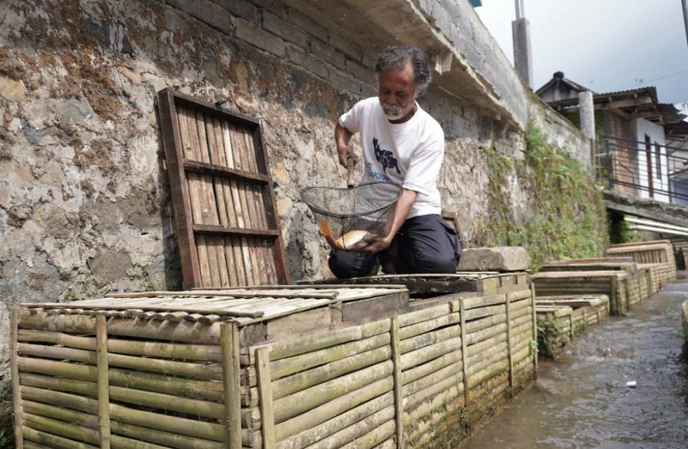 Sekampung Budidaya Ikan Dalam Keramba di Sungai Desa Bawang Batang