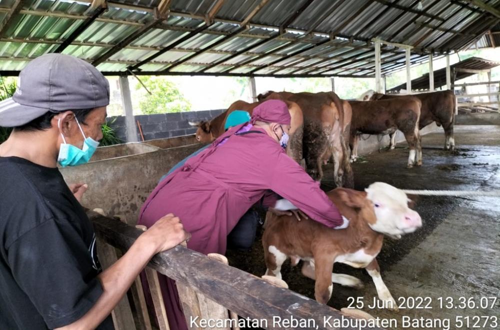 Sapi Sehat Sasaran Utama Vaksin PMK
