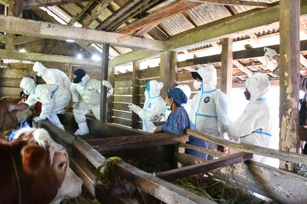 Targetkan 3.000 Sapi Divaksinasi, Pj Bupati Batang Pantau Vaksin PMK 289 Ekor Sapi