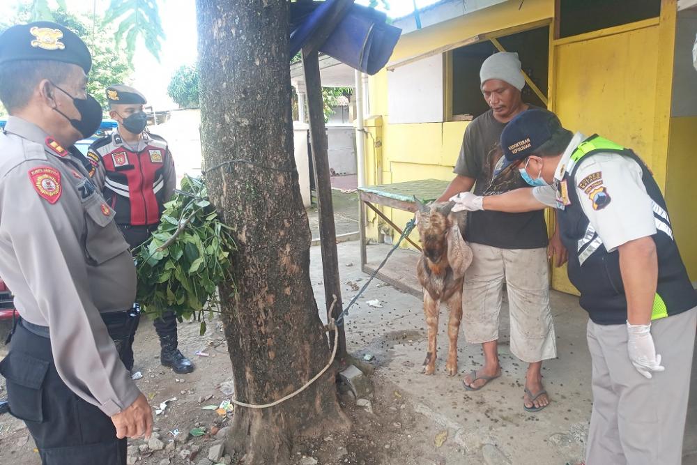 Pantauan Ternak Rutin Digelar Hingga PMK Lenyap