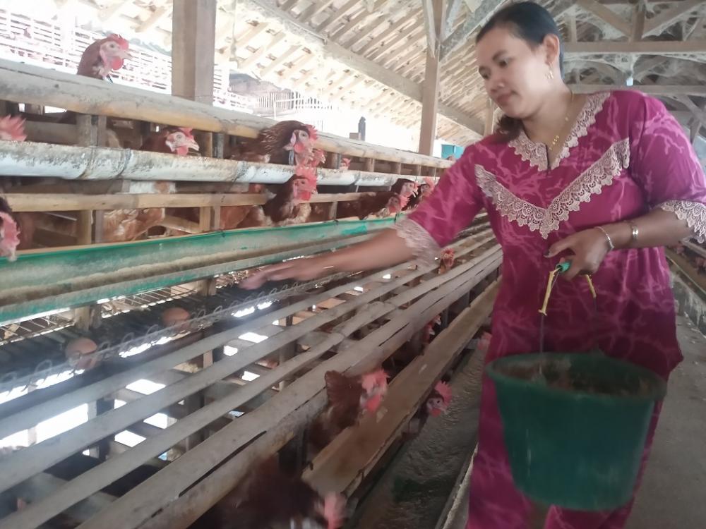 Harga Pakan Naik, Peternak Ayam Petelur Kurangi Pembelian