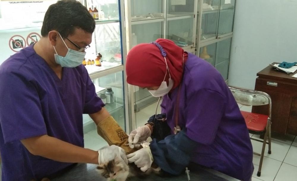 Hari Rabies Sedunia, Ratusan Pecinta Kucing Serbu Vaksin Rabies Gratis di Batang