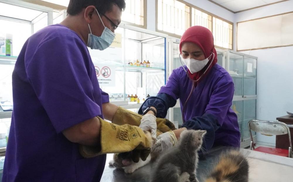 PERIKSA KESEHATAN HEWAN PELIHARAAN