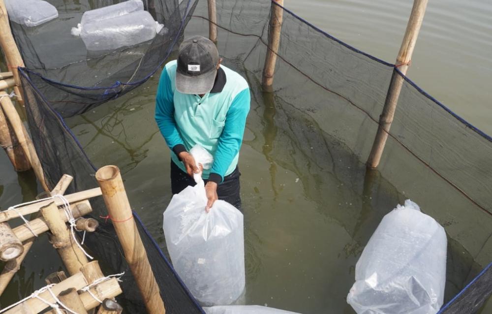 PROSES AKLIMASI IKAN KERAPU