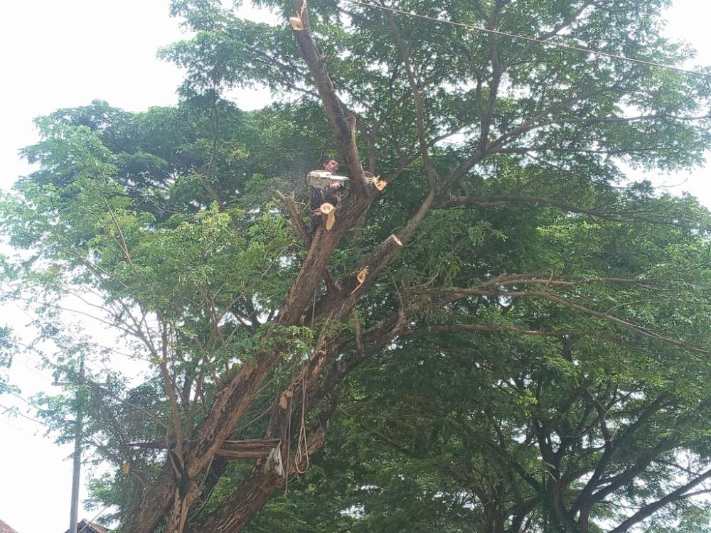 DPUPR Batang Sasar Tiga Wilayah Rawan Pohon Tumbang