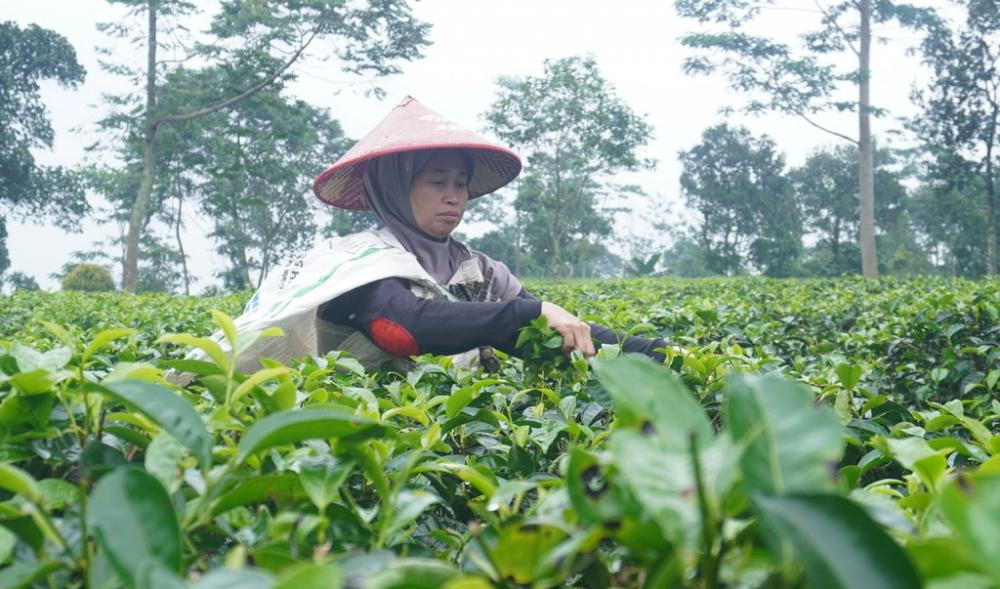 Teh Sangan Simbah Produk Kabupaten Batang
