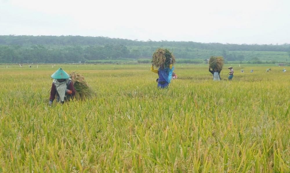 HARGA GABAH KERING TINGGI 