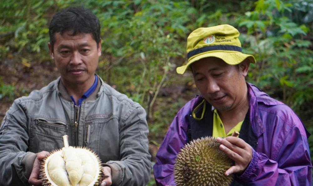Durian Lokal Batang Milky Jadi Unggulan Luar Kota