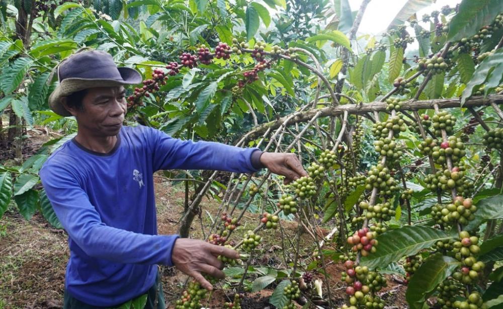 Panen Kopi di Batang Menurun Akibat Intensitas Hujan Pada Malam Hari