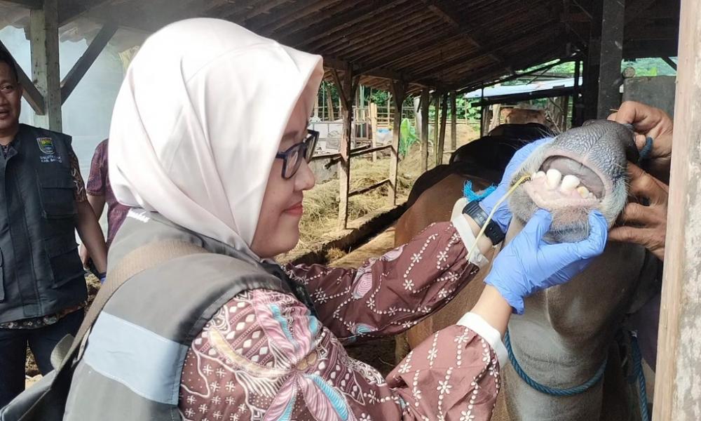 Cek Kondisi Ternak, Pastikan Peternak Patuhi Standar Kesehatan