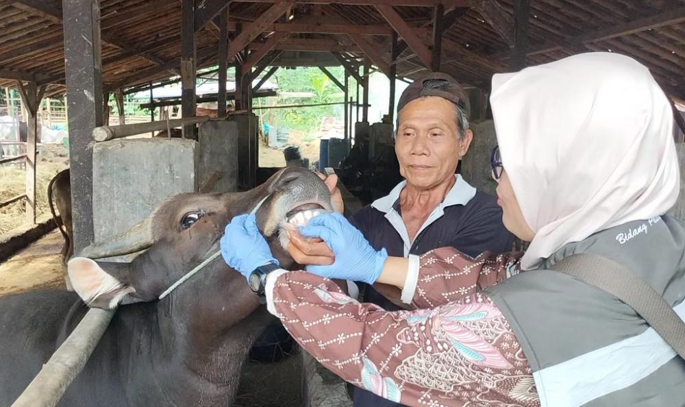 PERIKSA KONDISI HEWAN