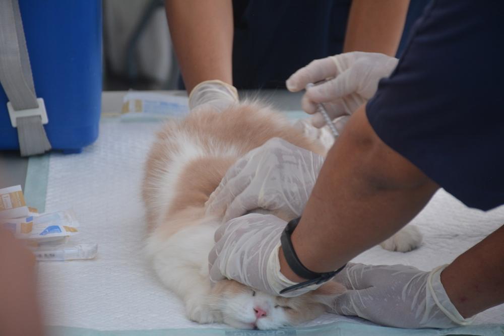 SUNTIK RABIES HEWAN PELIHARAAN