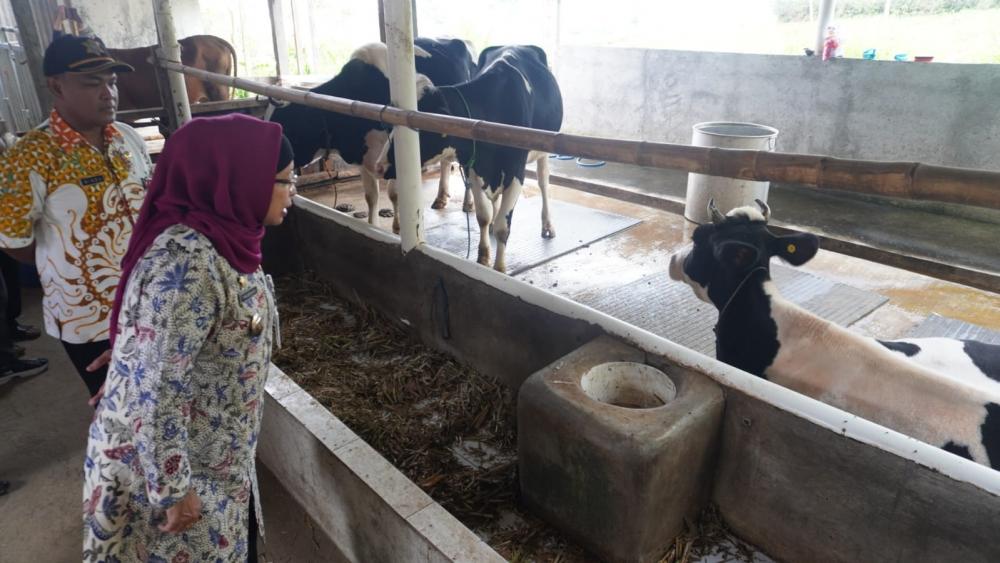 Jadi Mitra PT. Nestle Indonesia, Desa Pacet Penghasil Susu Sapi Berkualitas