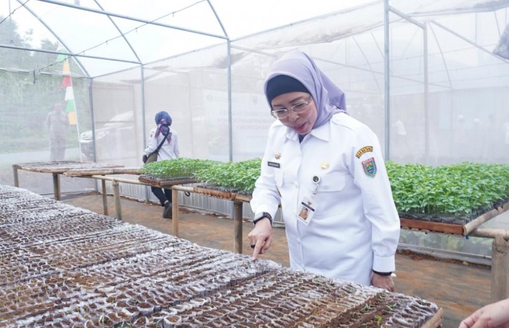 TINJAU PENANAMAN BIBIT CABAI