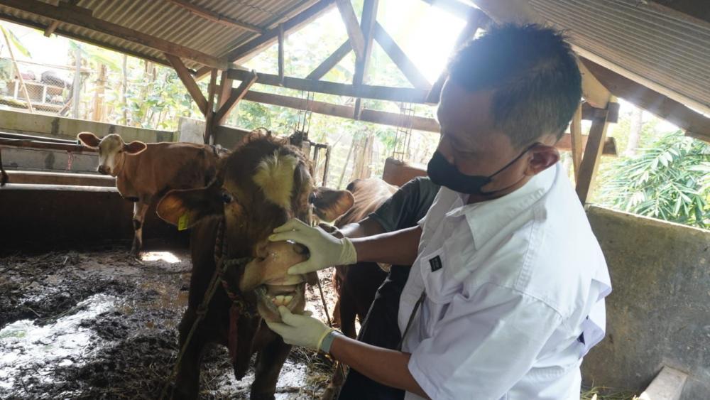 CEK KESEHATAN HEWAN KURBAN