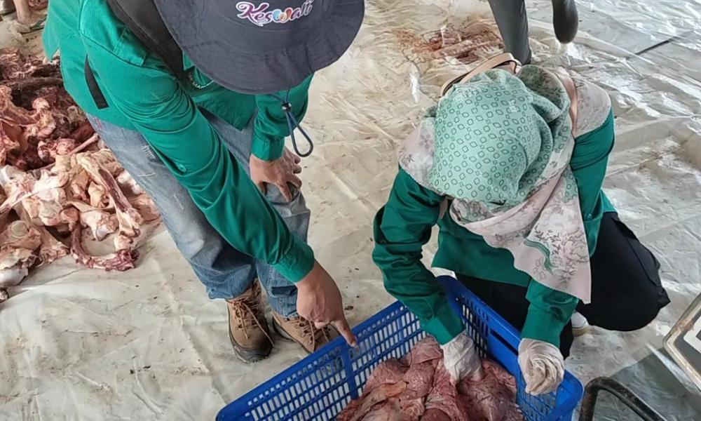 Petugas Keswan Intens Sidak Cacing Hati