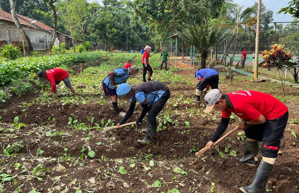 Sukses Panen Sawi, WBP Lapas Batang Kembali Tanam Bibit