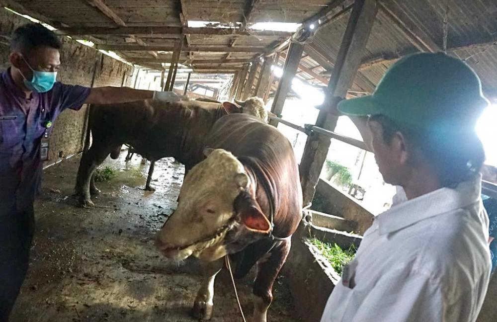 PERIKSA KESEHATAN HEWAN