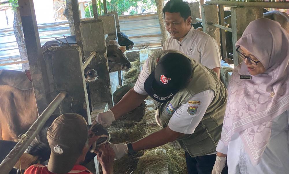 Pemeriksaan Hewan Kurban di Batang Digencarkan Jelang Iduladha