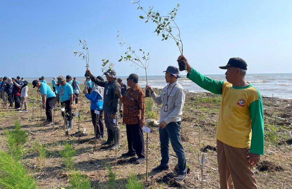 Lestarikan Ekosistem Pesisir, PLTU Batang Tanam 2.000 Mangrove Avicennia di Roban Timur