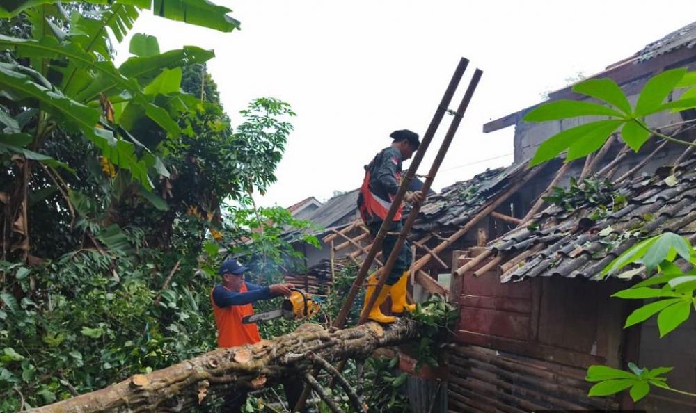 BPBD Batang Sigap Tangani Pohon Tumbang
