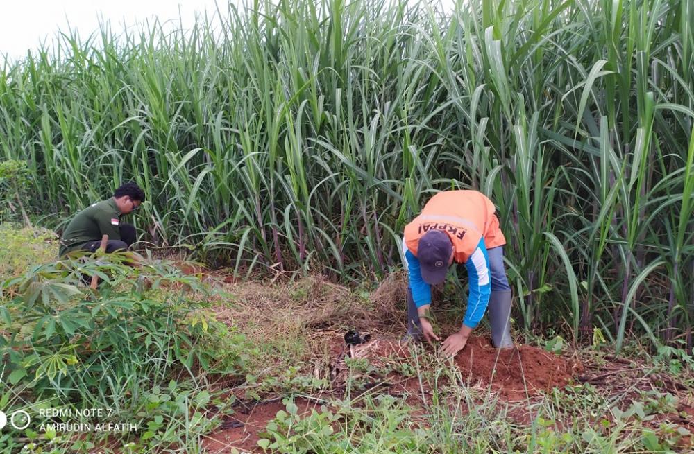 Antisipasi Longsor, UNISS Tanam Pohon Konservasi Lereng Bukit