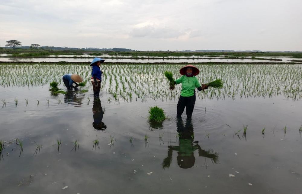 Sukses Swasembada, Dispaperta Batang Optimalkan Lahan Terdampak Rob