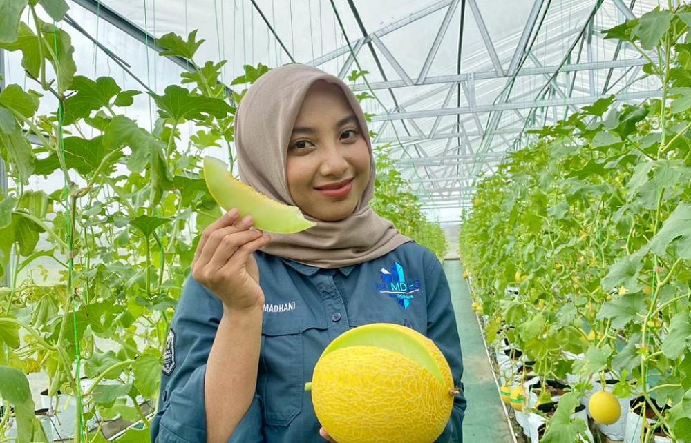 Wisata Petik Melon, Dongkrak Ekonomi Desa Depok Batang