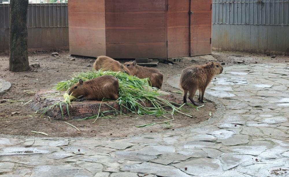 Kapibara â€œMasbroâ€ Jadi Penghuni Baru Safari Beach Jateng Batang