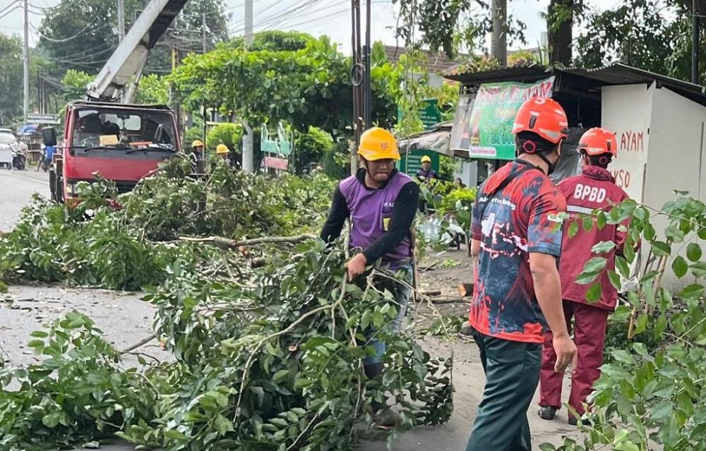 Cegah Pohon Tumbang, BPBD Batang Pangkas Pohon Rawan di Jalur Pantura Subah