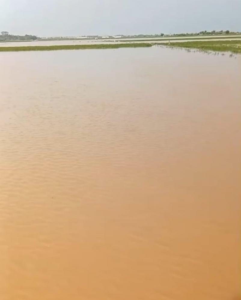 Lahan Sawah Depok-Tegalsari dan Ujungnegoro, Ditenggelamkan Banjir
