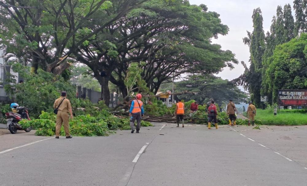 Waspada Cuaca Ekstrem, Camat Subah Pimpin Operasi Pangkas Pohon di Jalur Pantura