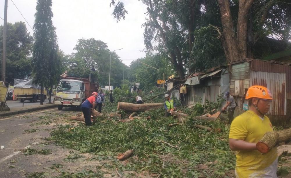 Antisipasi Cuaca Ekstrem, Puluhan Pohon Rimbun di Jalur Pantura Batang Dipangkas