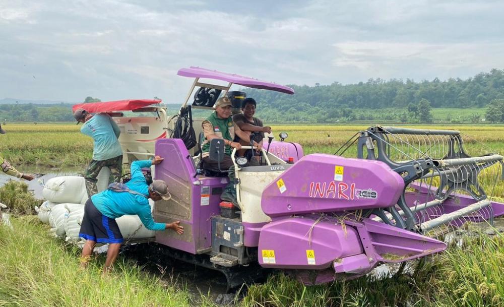 Hadapi Cuaca Ekstrem, Musim Panen Padi di Gringsing Batang Capai 6,5 Ton Per Hektar