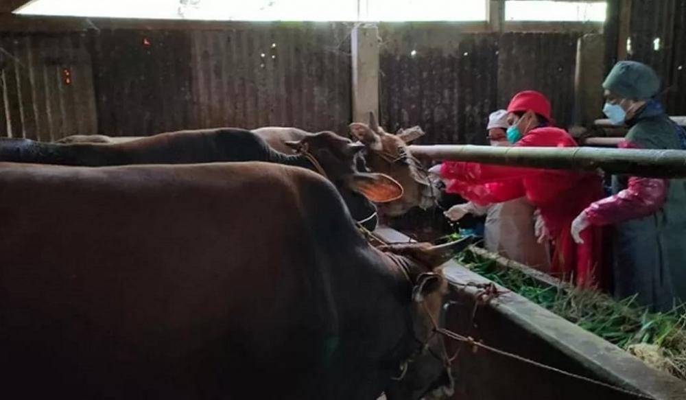 Krisis Medis Veteriner: 4 Juta Ternak di Batang Hanya Bergantung pada Satu Dokter