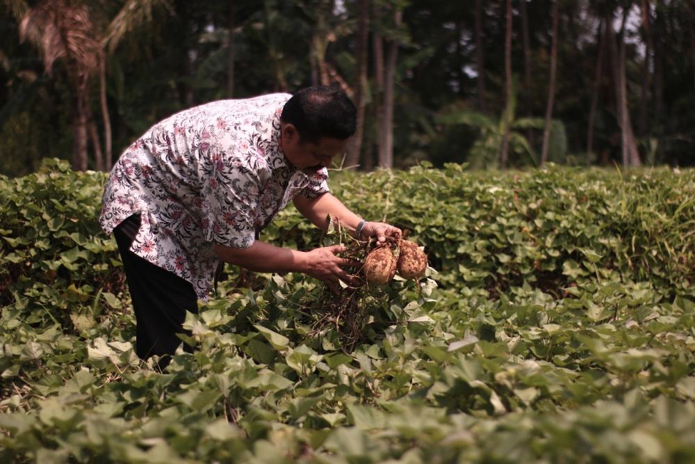 Ketela Rambat Desa Adinuso Reban Kabupaten Batang Kuasai Pasar di Asia Timur