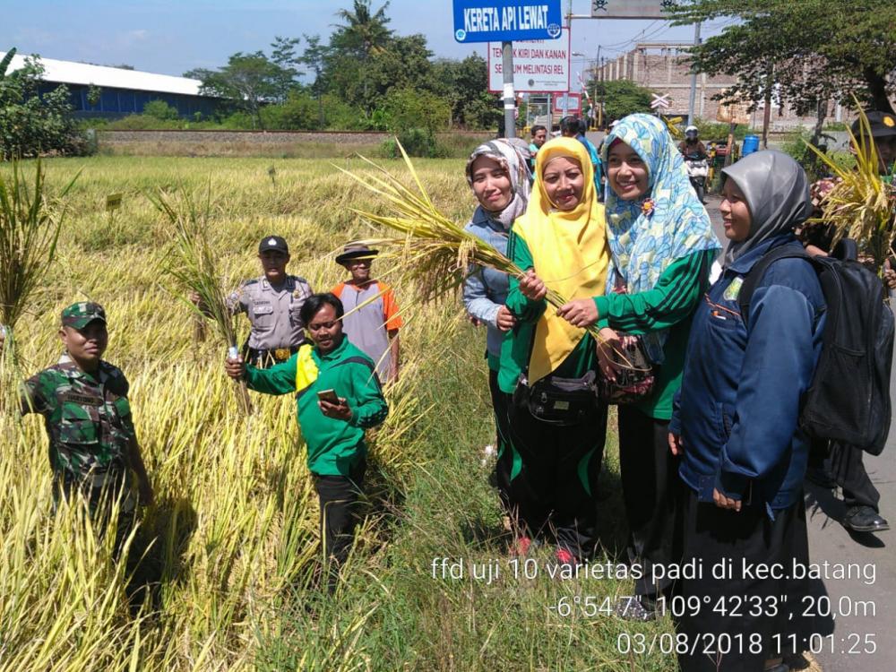 Babinsa Koramil 10 Batang dan PPL Periksa Padi Sebelum Panen