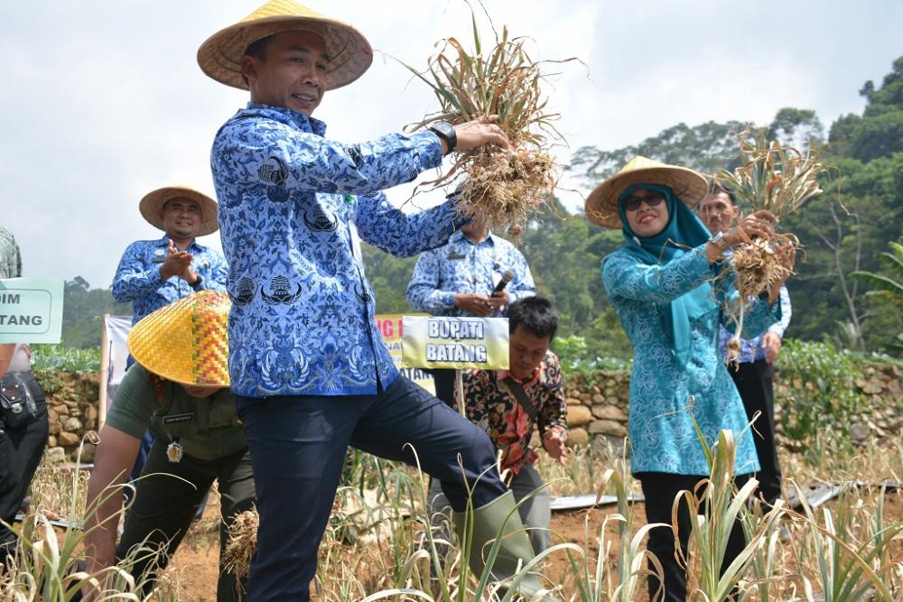 Kabupaten Batang Diproyeksikan Jadi Sentra Bawang Putih