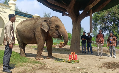 Hari Kartini, Gajah Kartini Potong Tumpeng