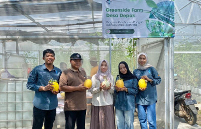 Siap Jadi Ikon Desa, Panen Kedua Melon BUMDes Depok Capai Hasil Lebih Baik