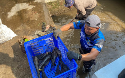 Dislutkan Batang Bersihkan Ikan Sapu-Sapu di Sungai Kauman, Cegah Kerusakan Ekosistem