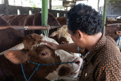 Abimanyu Jadi Sapi Kurban Presiden RI Prabowo di Batang, Beratnya Hampir 1 Ton